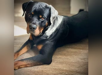 Spike - ein Schmusebär