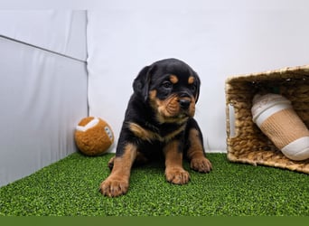Rottweiler welpen