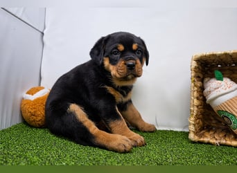 Rottweiler welpen