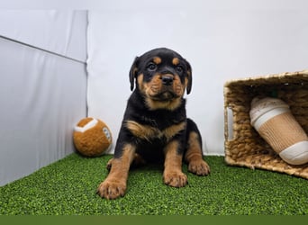 Rottweiler welpen