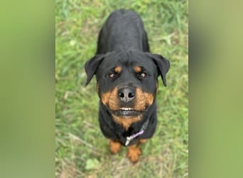 Bagheera – als Solistin ein kleines Hundewunder