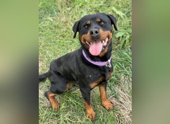 Bagheera – als Solistin ein kleines Hundewunder