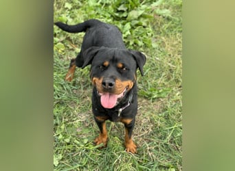 Bagheera – als Solistin ein kleines Hundewunder