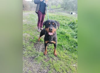 Bagheera – als Solistin ein kleines Hundewunder