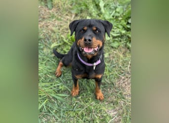 Bagheera – als Solistin ein kleines Hundewunder