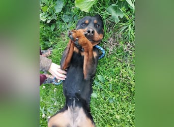 Bagheera – als Solistin ein kleines Hundewunder