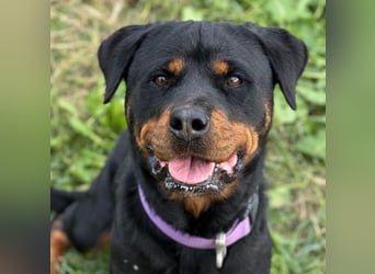 Bagheera – als Solistin ein kleines Hundewunder