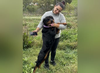 Bagheera – als Solistin ein kleines Hundewunder