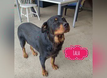 Lala möchte ein liebevolles Zuhause