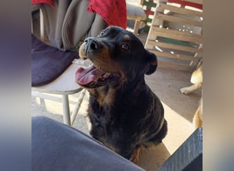 Lala möchte ein liebevolles Zuhause