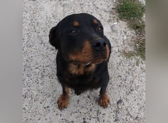 Lala möchte ein liebevolles Zuhause