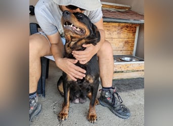 Lala möchte ein liebevolles Zuhause