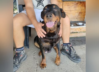 Lala möchte ein liebevolles Zuhause