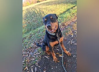 Samson, Rottweiler, geb. 2018, ein " Ein Mann Hund"