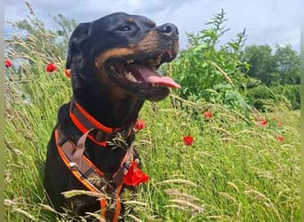 Josy, Rottweiler, geb. 2018, sie ist eine tolle Begleiterin, verschmust, anhänglich, auch als Zweith
