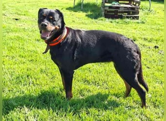 Josy, Rottweiler, geb. 2018, sie ist eine tolle Begleiterin, verschmust, anhänglich, auch als Zweith