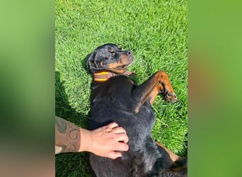 Josy, Rottweiler, geb. 2018, sie ist eine tolle Begleiterin, verschmust, anhänglich, auch als Zweith
