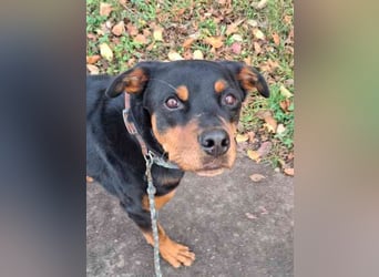 Samson, Rottweiler, geb. 2018, ein " Ein Mann Hund"