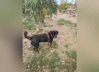 Luli (5) unser lustiger Rottweiler-Mischling
