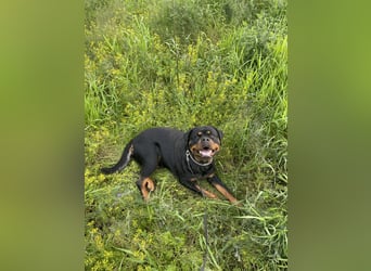 Rottweiler Hündin sucht neues Zuhause