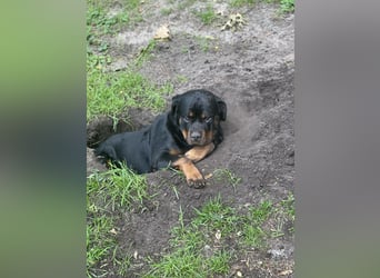 Rottweiler Hündin sucht neues Zuhause