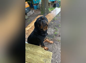 Rottweiler Hündin sucht neues Zuhause