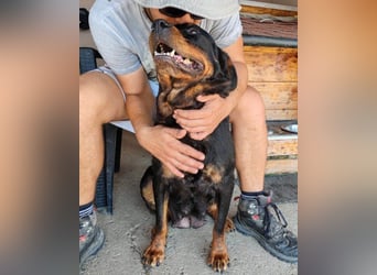 Rottweiler-Lady ♥Lala♥ eine liebevolle Hündin auf Körbchensuche