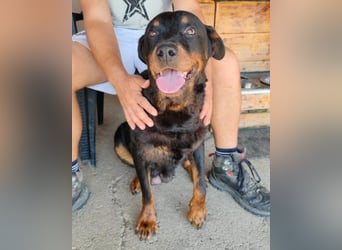 Rottweiler-OldLady ♥Lala♥ liebevolle Familienhündin