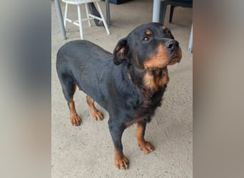 Rottweiler-Lady ♥Lala♥ eine liebevolle Hündin auf Körbchensuche