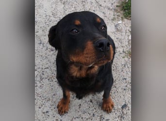 Rottweiler-Lady ♥Lala♥ eine liebevolle Hündin auf Körbchensuche