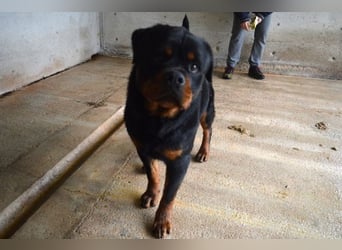 Anoop - Nichts, absolut nichts...