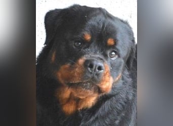 Anoop - Nichts, absolut nichts...