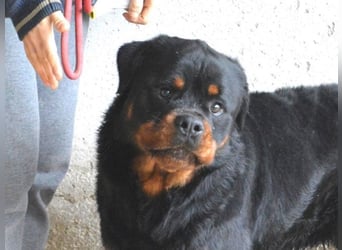 Anoop - Nichts, absolut nichts...