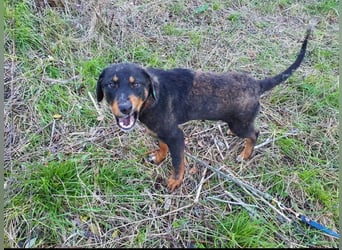Luli (5) unser lustiger Rottweiler-Mischling