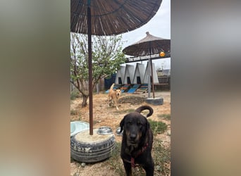 Luli (5) unser lustiger Rottweiler-Mischling