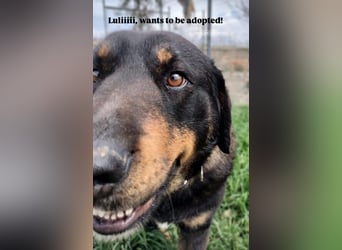 Luli (5) unser lustiger Rottweiler-Mischling