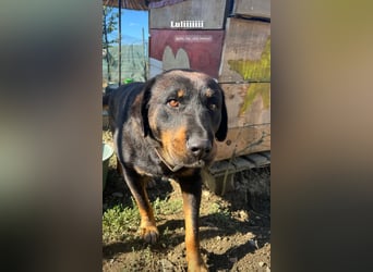 Luli (5) unser lustiger Rottweiler-Mischling