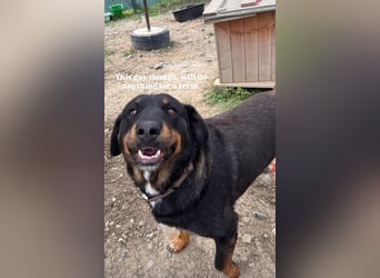 Luli (5) unser lustiger Rottweiler-Mischling
