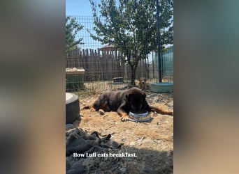 Luli (5) unser lustiger Rottweiler-Mischling
