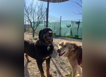 Luli (5) unser lustiger Rottweiler-Mischling