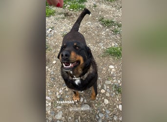 Luli (5) unser lustiger Rottweiler-Mischling