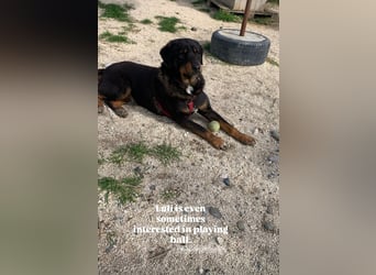 Luli (5) unser lustiger Rottweiler-Mischling