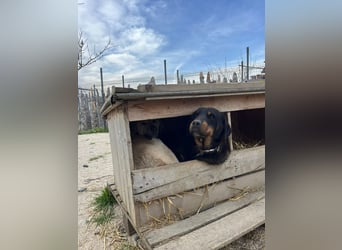Luli (5) unser lustiger Rottweiler-Mischling