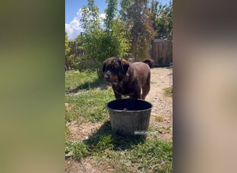 Luli (5) unser lustiger Rottweiler-Mischling