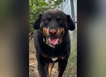 Luli (5) unser lustiger Rottweiler-Mischling