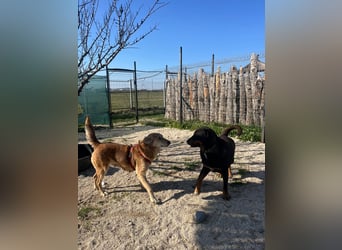 Luli (5) unser lustiger Rottweiler-Mischling