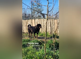 Luli (5) unser lustiger Rottweiler-Mischling