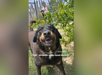 Luli (5) unser lustiger Rottweiler-Mischling