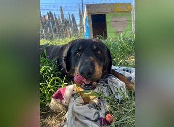 Luli (5) unser lustiger Rottweiler-Mischling