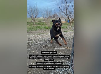 Luli (5) unser lustiger Rottweiler-Mischling